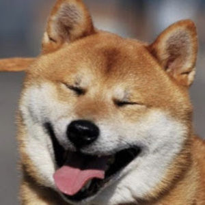 Meet your Posher, Owen